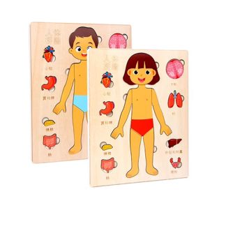 آناتومی بدن چوبی